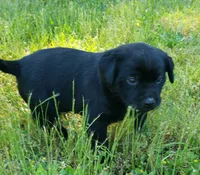 Black female AKC labrador , a female Labrador Retriever for sale in Olympia, WA – 3 of 10