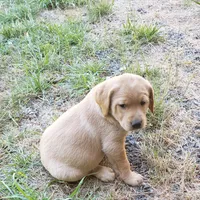 Fox Red Labrador Retriever Female, a female Labrador Retriever for sale in Olympia, WA – 2 of 6