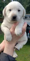 WHITE BOY AKC labrador retriever , a male Labrador Retriever for sale in Olympia, WA – Photo 4 of 9