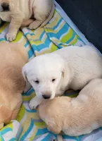 WHITE BOY AKC labrador retriever , a male Labrador Retriever for sale in Olympia, WA – Photo 5 of 9