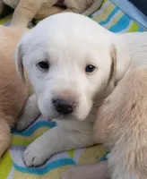 WHITE BOY AKC labrador retriever , a male Labrador Retriever for sale in Olympia, WA – Photo 2 of 9