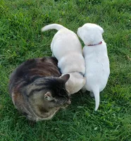 WHITE BOY AKC labrador retriever , a male Labrador Retriever for sale in Olympia, WA – Photo 3 of 9