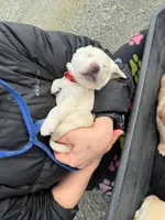 WHITE BOY AKC labrador retriever , a male Labrador Retriever for sale in Olympia, WA – Photo 8 of 9