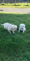 WHITE BOY AKC labrador retriever , a male Labrador Retriever for sale in Olympia, WA – Photo 7 of 9