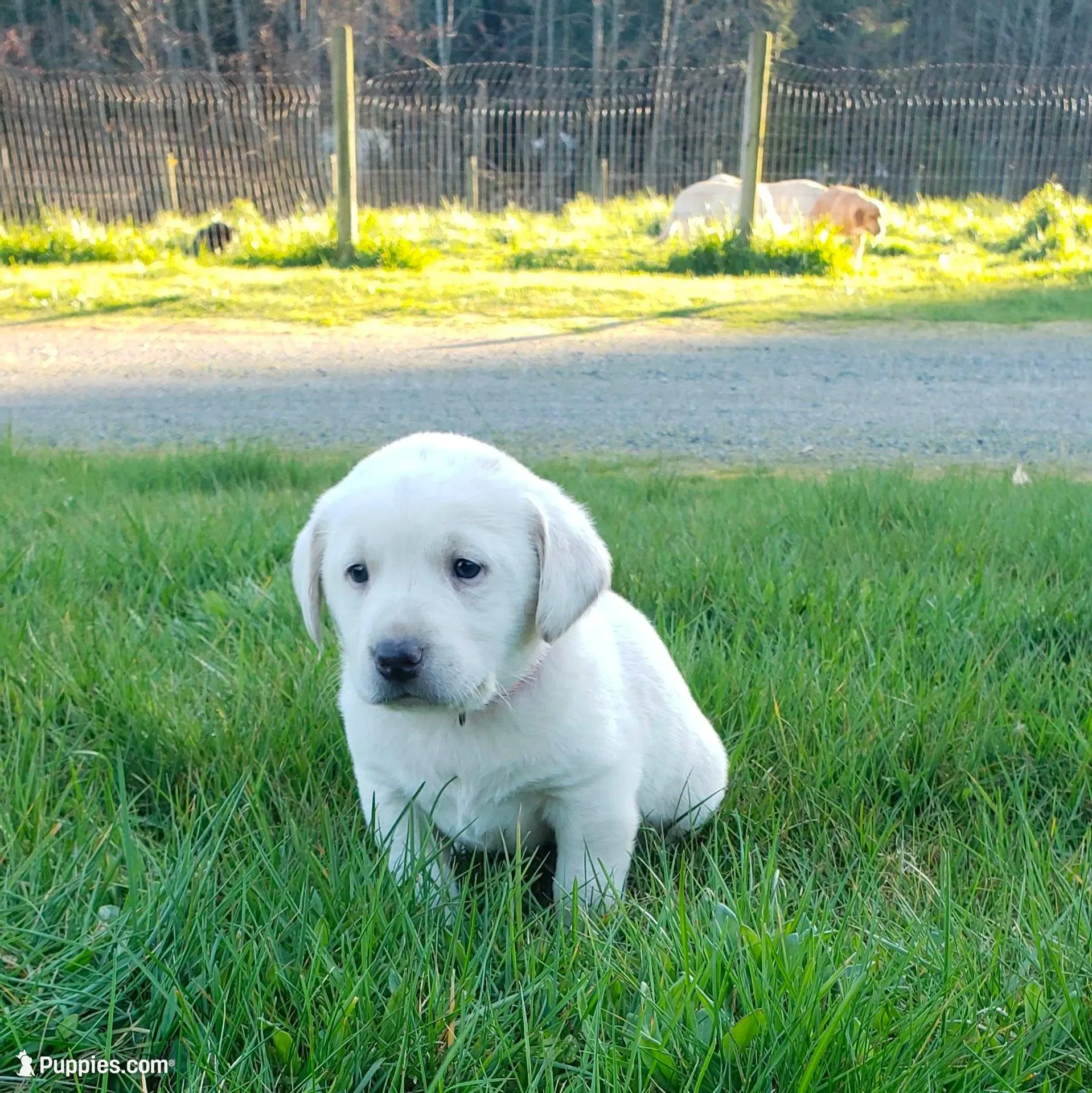 WHITE BOY AKC labrador retriever  – Labrador Retriever puppy for sale in Olympia, WA