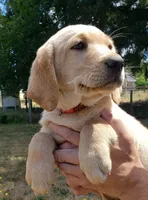 Male AKC , a male Labrador Retriever for sale in Olympia, WA – 5 of 10