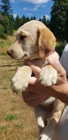 Dudley AKC, a female Labrador Retriever for sale in Olympia, WA – 10 of 10