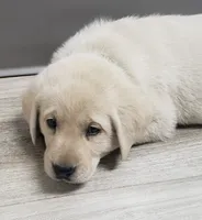 White Male AKC Labrador Retriever, a male Labrador Retriever for sale in Olympia, WA – 5 of 10