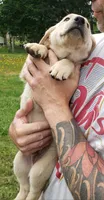 Red collar male AKC labrador retriever , a male Labrador Retriever for sale in Olympia, WA – 2 of 8