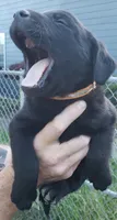 Black male, a male Labrador Retriever for sale in Olympia, WA – 5 of 10