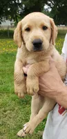 Blue collar fox red male lab pup AKC, a male Labrador Retriever for sale in Olympia, WA – 8 of 8
