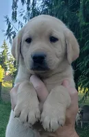 Yellow male , a male Labrador Retriever for sale in Olympia, WA – 6 of 10