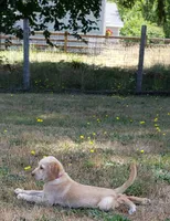 Dudley AKC, a female Labrador Retriever for sale in Olympia, WA – 2 of 10