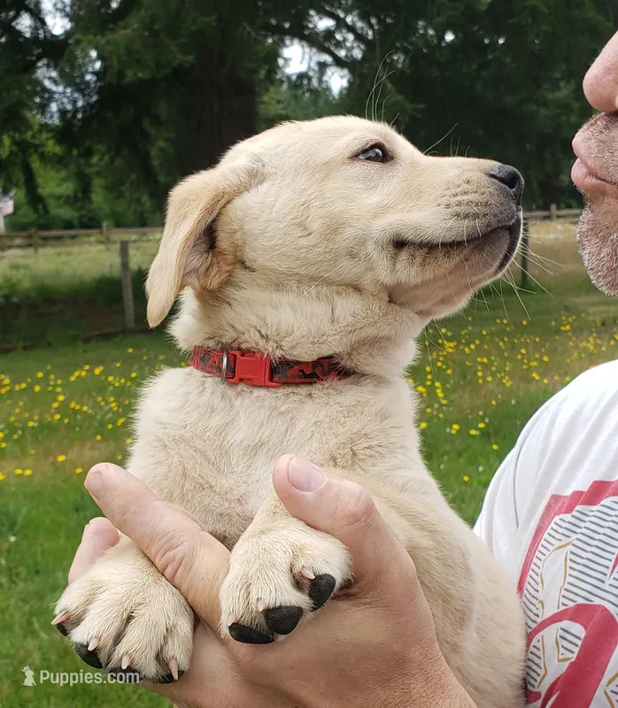 Red collar male AKC labrador retriever , a male Labrador Retriever for sale in Olympia, WA – 1 of 8