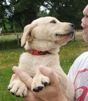 Red collar male AKC labrador retriever , a male Labrador Retriever for sale in Olympia, WA – 1 of 8