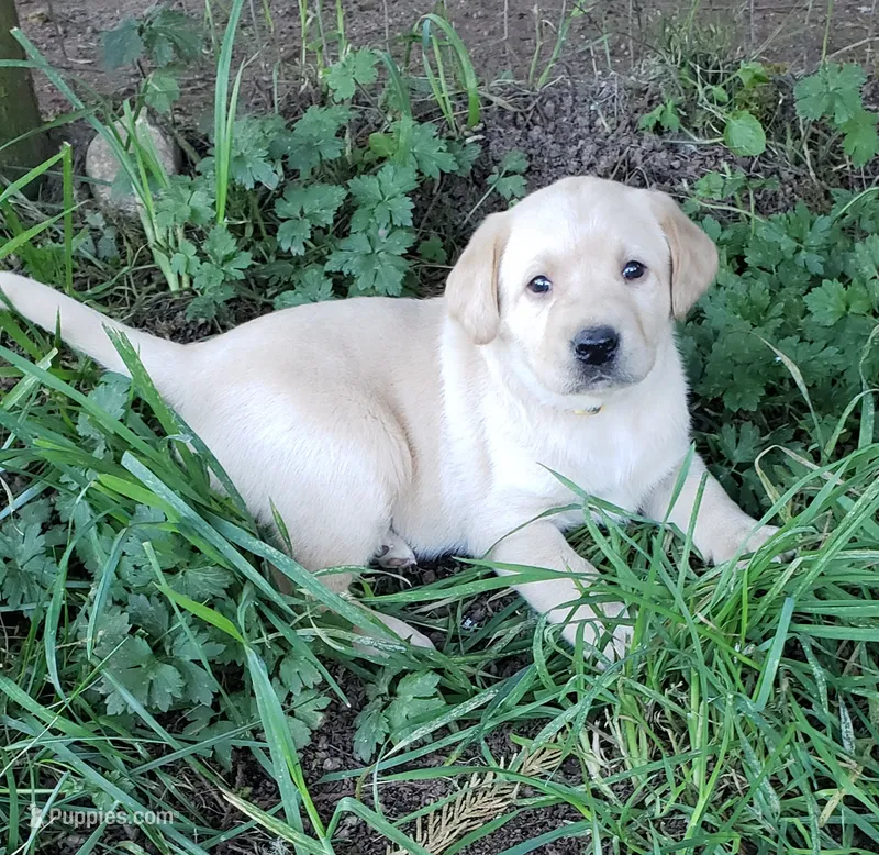 Yellow Male AKC Labrador Retriever  – Labrador Retriever puppy for sale in Olympia, WA