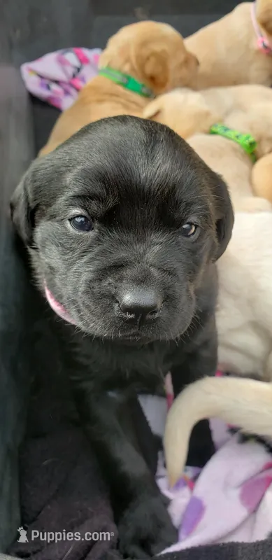 BLACK FEMALE, a female Labrador Retriever for sale in Olympia, WA – Photo 1 of 10