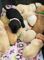 BLACK FEMALE, a female Labrador Retriever for sale in Olympia, WA – Photo 2 of 10