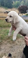 White Male AKC Labrador Retriever, a male Labrador Retriever for sale in Olympia, WA – 10 of 10