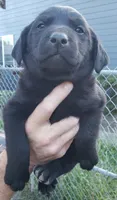 Black male, a male Labrador Retriever for sale in Olympia, WA – 6 of 10