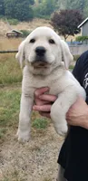 White Male AKC Labrador Retriever, a male Labrador Retriever for sale in Olympia, WA – 2 of 10