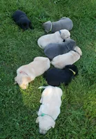 Black female AKC labrador , a female Labrador Retriever for sale in Olympia, WA – 9 of 10