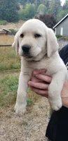 White Male AKC Labrador Retriever, a male Labrador Retriever for sale in Olympia, WA – 9 of 10