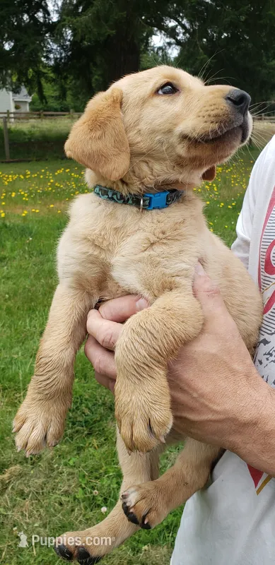 Fox Red Labrador Retriever Male – Labrador Retriever puppy for sale in Olympia, WA