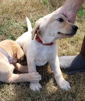 Male AKC , a male Labrador Retriever for sale in Olympia, WA – 10 of 10