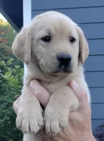 Yellow male , a male Labrador Retriever for sale in Olympia, WA – 2 of 10