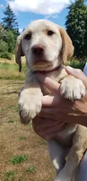 Dudley AKC, a female Labrador Retriever for sale in Olympia, WA – 6 of 10