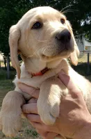 Male AKC , a male Labrador Retriever for sale in Olympia, WA – 2 of 10