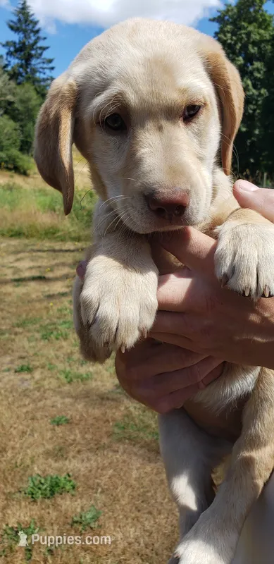 Dudley AKC – Labrador Retriever puppy for sale in Olympia, WA