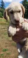 Dudley AKC, a female Labrador Retriever for sale in Olympia, WA – 1 of 10