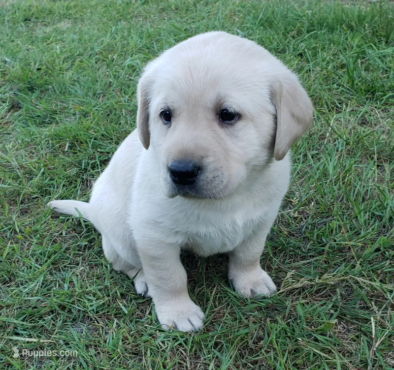 Yellow Male Labrador Retriever AKC  – Labrador Retriever puppy for sale in Olympia, WA