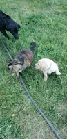Yellow male , a male Labrador Retriever for sale in Olympia, WA – 8 of 10