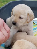 Yellow Female Labrador Retriever AKC, a female Labrador Retriever for sale in Olympia, WA – Photo 5 of 10