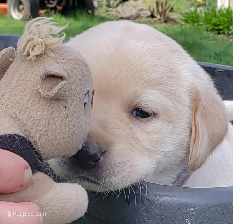 Yellow Female Labrador Retriever AKC – Labrador Retriever puppy for sale in Olympia, WA