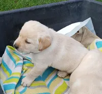 Yellow Female Labrador Retriever AKC, a female Labrador Retriever for sale in Olympia, WA – Photo 6 of 10