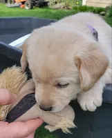 Yellow Female Labrador Retriever AKC, a female Labrador Retriever for sale in Olympia, WA – Photo 8 of 10