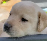 Yellow Female Labrador Retriever AKC, a female Labrador Retriever for sale in Olympia, WA – Photo 4 of 10