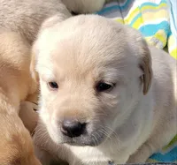 Yellow Female Labrador Retriever AKC, a female Labrador Retriever for sale in Olympia, WA – Photo 7 of 10