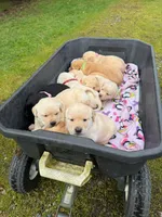 Yellow Female Labrador Retriever AKC, a female Labrador Retriever for sale in Olympia, WA – Photo 10 of 10