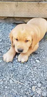 Fox Red Labrador Retriever Female, a female Labrador Retriever for sale in Olympia, WA – 4 of 6