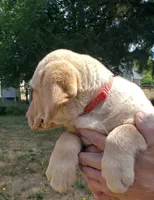 Male AKC , a male Labrador Retriever for sale in Olympia, WA – 9 of 10