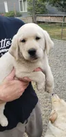 White Male AKC Labrador Retriever, a male Labrador Retriever for sale in Olympia, WA – 3 of 10
