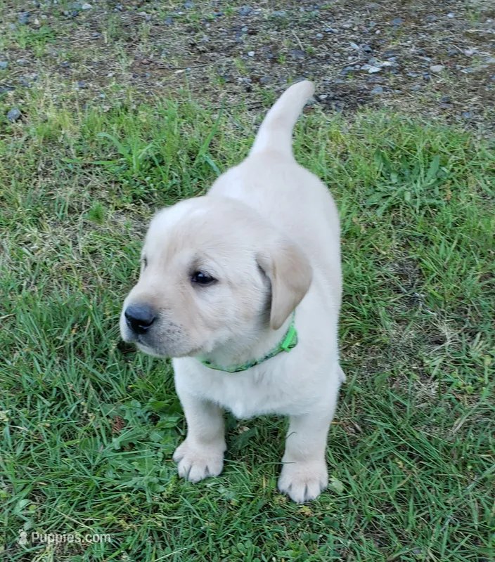 Yellow Male AKC Labrador Retriever  – Labrador Retriever puppy for sale in Olympia, WA