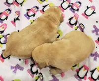 Male #1 Yellow, a male Labrador Retriever for sale in Olympia, WA – Photo 4 of 10