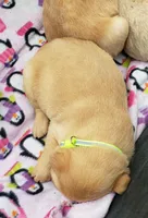 Male #1 Yellow, a male Labrador Retriever for sale in Olympia, WA – Photo 6 of 10