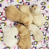 Male #1 Yellow, a male Labrador Retriever for sale in Olympia, WA – Photo 5 of 10